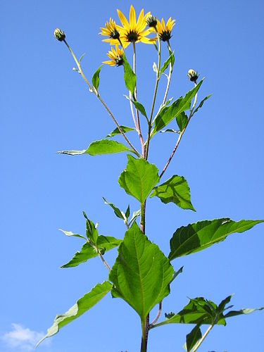 jerusalem artichoke